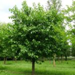 comment-s-occuper-murier-blanc-entretien