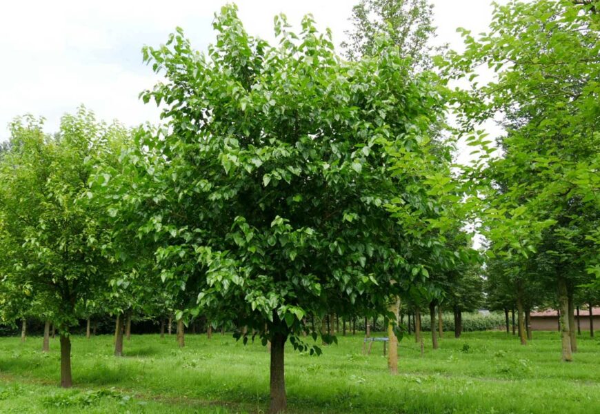 comment-s-occuper-murier-blanc-entretien