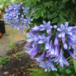 cultiver-agapanthe-decorer-terrasse-ete