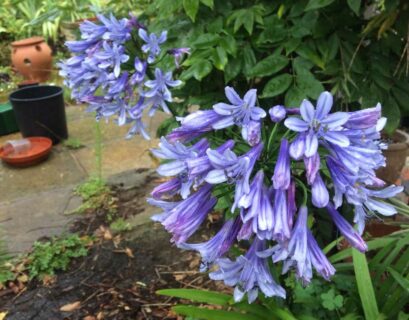 cultiver-agapanthe-decorer-terrasse-ete