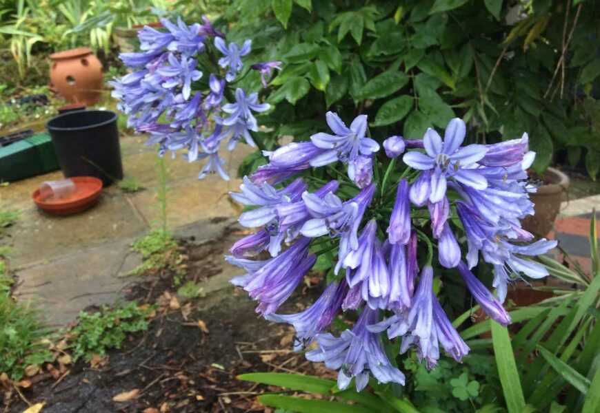 cultiver-agapanthe-decorer-terrasse-ete