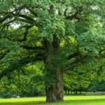 especes-chene-endemiques-mediterranee