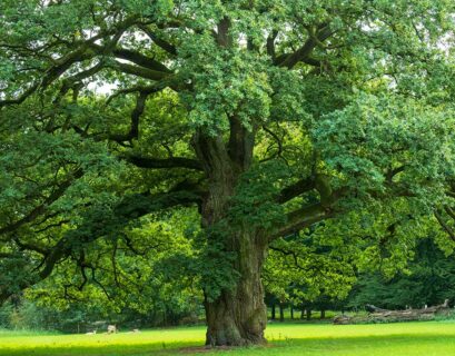 especes-chene-endemiques-mediterranee