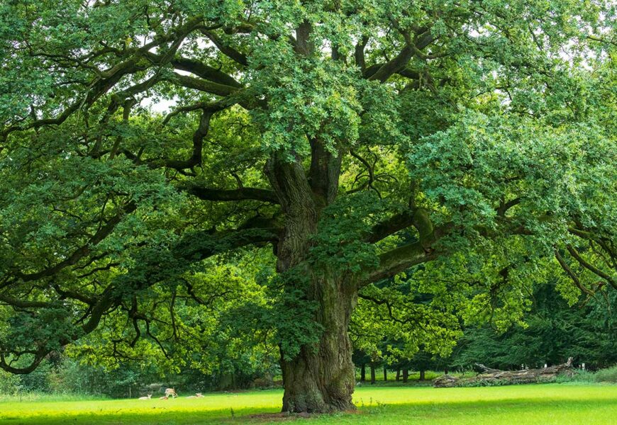 especes-chene-endemiques-mediterranee