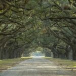 feuille-de-chene-signification-caracteristiques