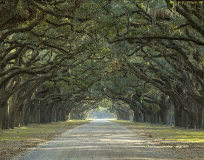 feuille-de-chene-signification-caracteristiques