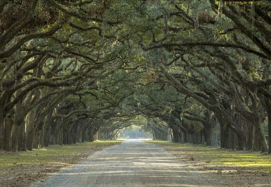 feuille-de-chene-signification-caracteristiques