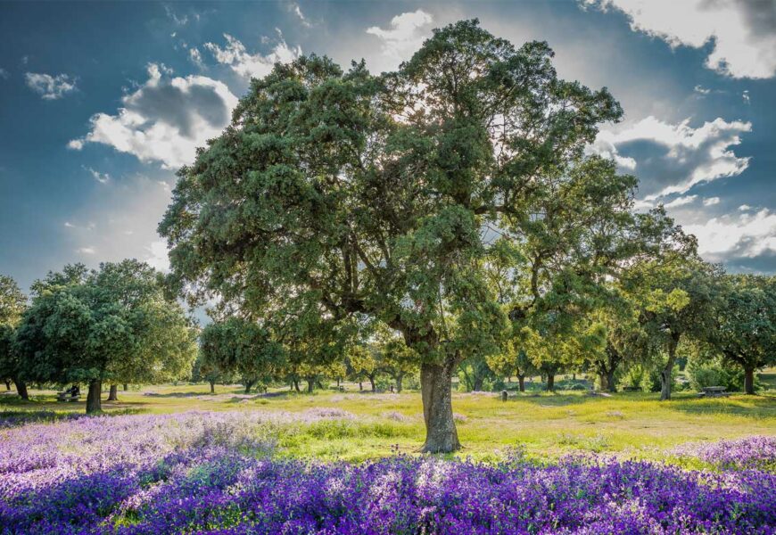 les-differents-types-chenes-vert-quercus-ilex