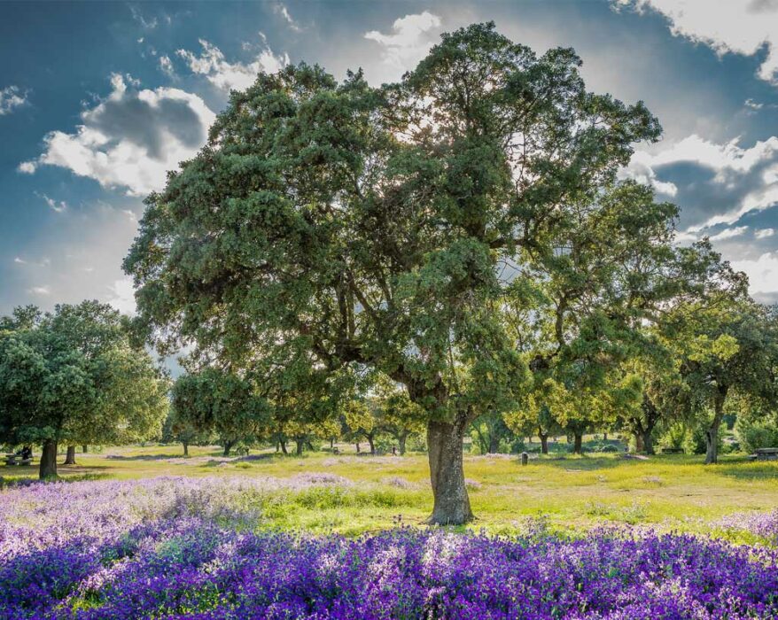 les-differents-types-chenes-vert-quercus-ilex