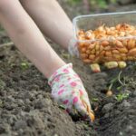 liste-legumes-semer-planter-en-automne