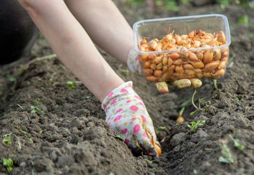 liste-legumes-semer-planter-en-automne
