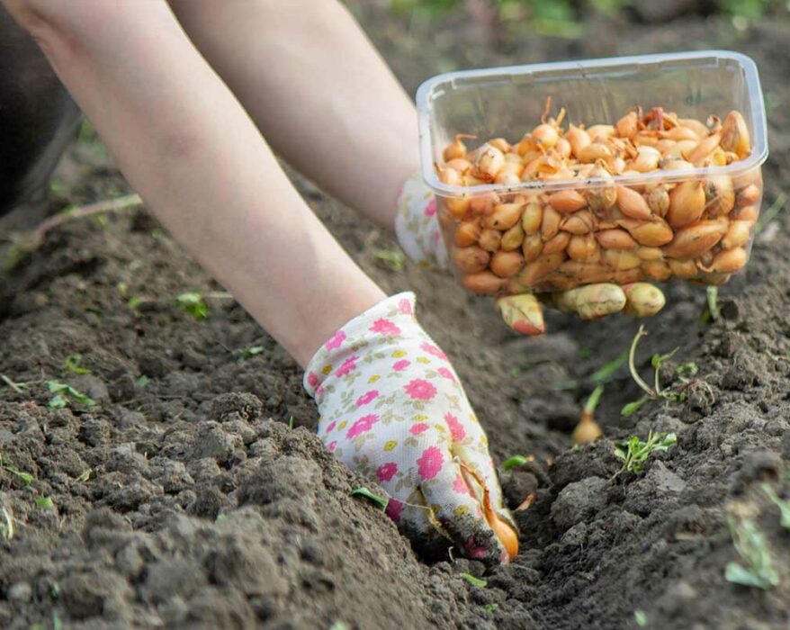 liste-legumes-semer-planter-en-automne