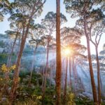 liste-plus-beaux-arbres-monde