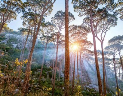 liste-plus-beaux-arbres-monde