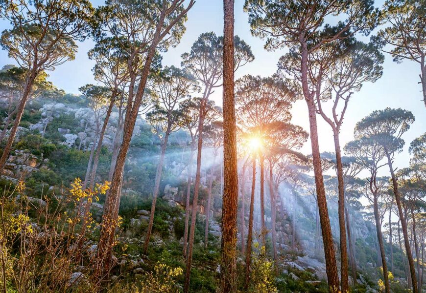 liste-plus-beaux-arbres-monde