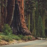 quel-est-le-plus-grand-arbre-du-monde