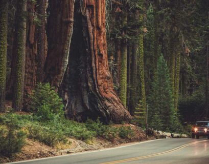 quel-est-le-plus-grand-arbre-du-monde