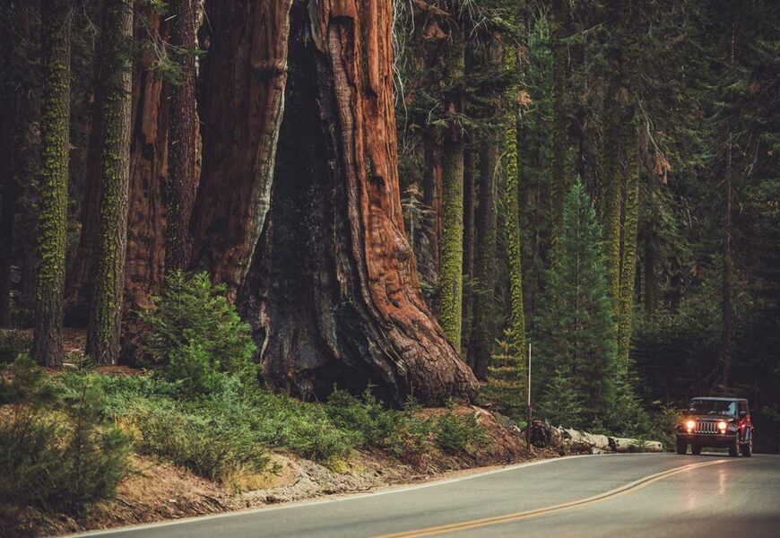 quel-est-le-plus-grand-arbre-du-monde