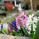 quels-bulbes-planter-pour-avoir-fleurs-printemps