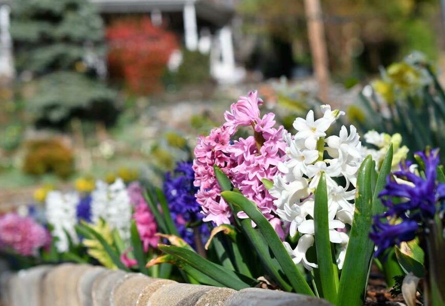 quels-bulbes-planter-pour-avoir-fleurs-printemps