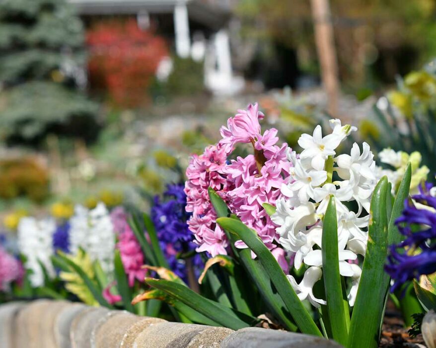 quels-bulbes-planter-pour-avoir-fleurs-printemps