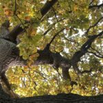 savoir-reconnaitre-les-differents-types-de-chene