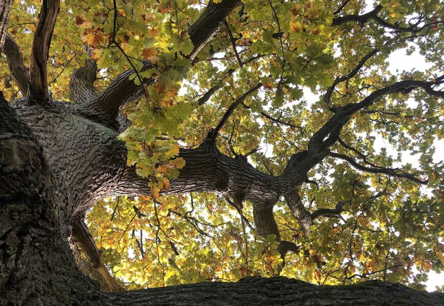 savoir-reconnaitre-les-differents-types-de-chene