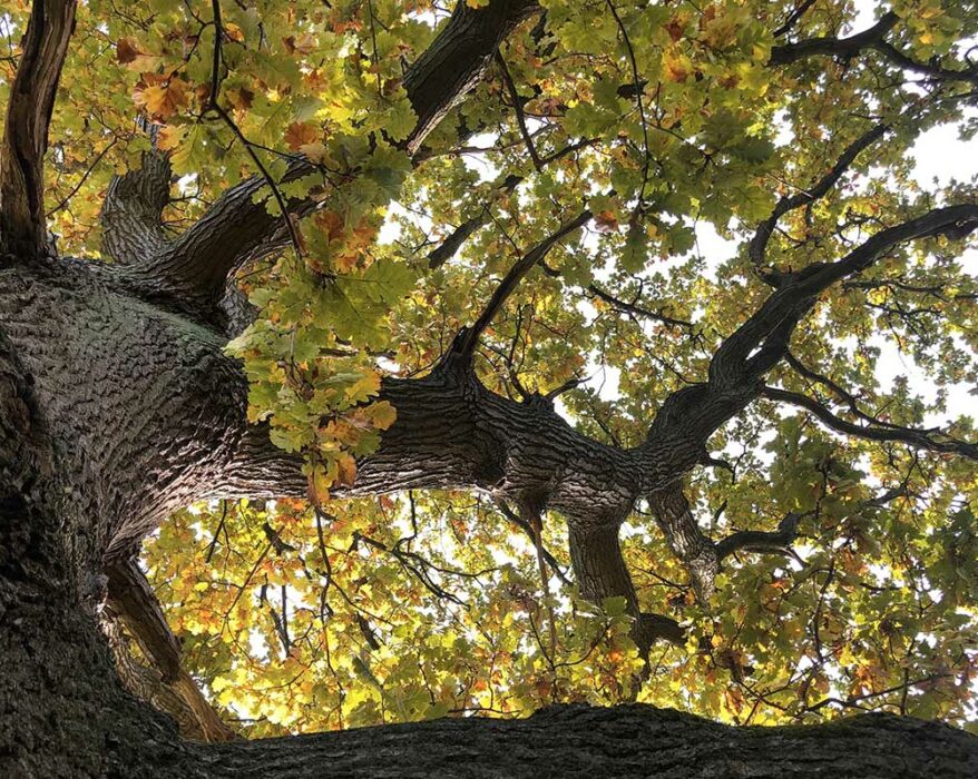 savoir-reconnaitre-les-differents-types-de-chene