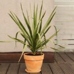 tout-savoir-dragonnier-plante-interieur