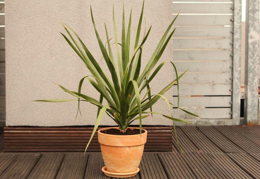 tout-savoir-dragonnier-plante-interieur