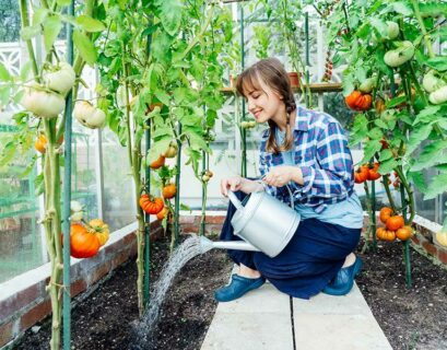 10-meilleures-varietes-tomates-faire-pousser-jardin