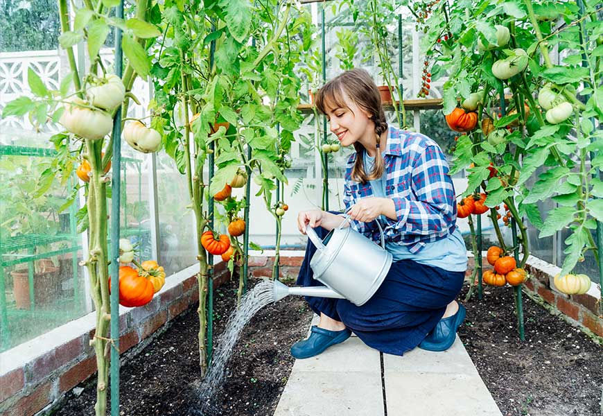 10-meilleures-varietes-tomates-faire-pousser-jardin