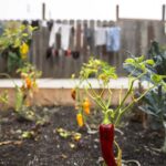 comment-cultiver-piment-jardin