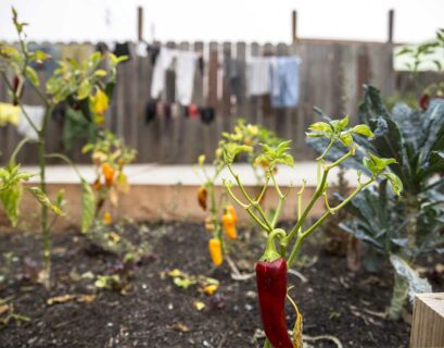 comment-cultiver-piment-jardin