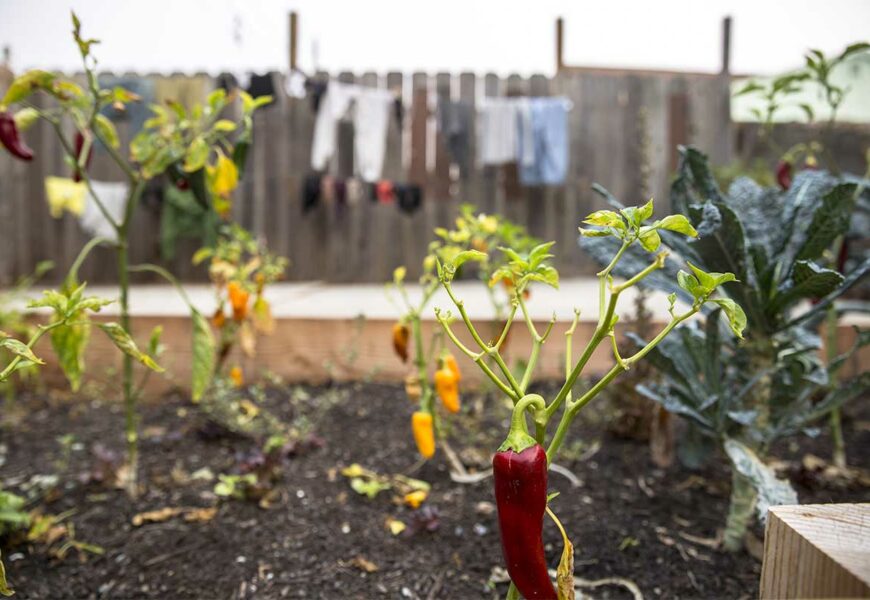 comment-cultiver-piment-jardin