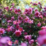 camelias-de-printemps-reconnaitre-soins