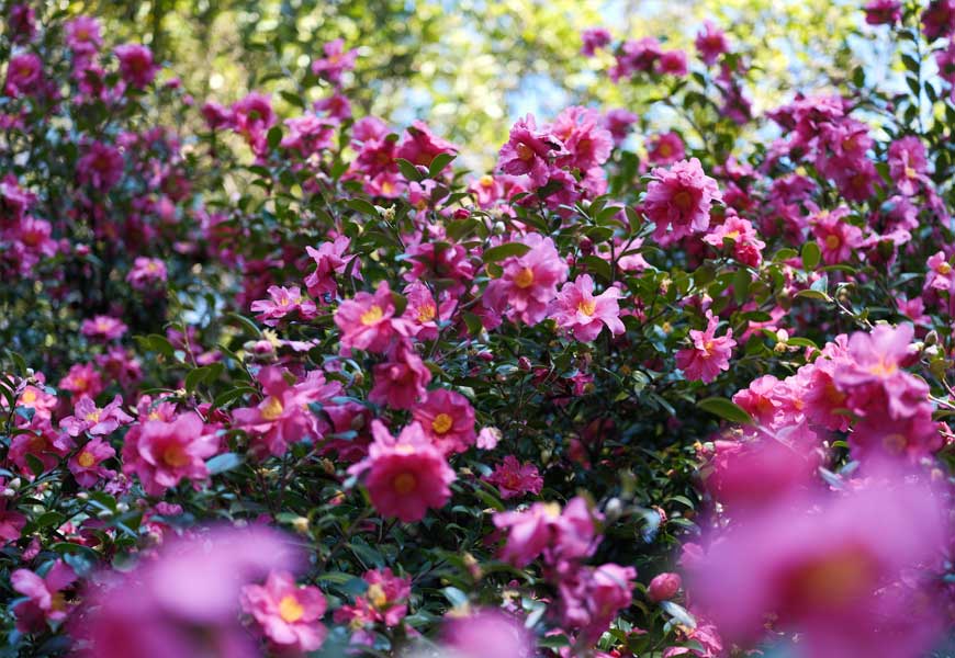 camelias-de-printemps-reconnaitre-soins