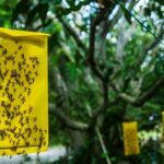 comment-fabriquer-attrape-mouche-fait-maison