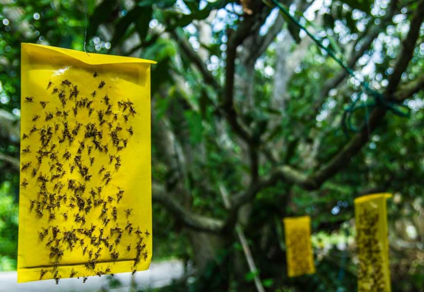 comment-fabriquer-attrape-mouche-fait-maison