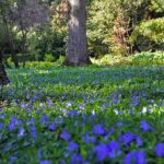 les-meilleures-plantes-couvre-sol-alternative-pelouse