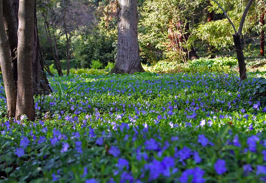 les-meilleures-plantes-couvre-sol-alternative-pelouse