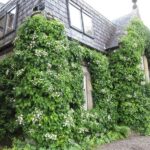 bien-faire-pousser-hydrangea-petiolaris-hortensia-grimpant