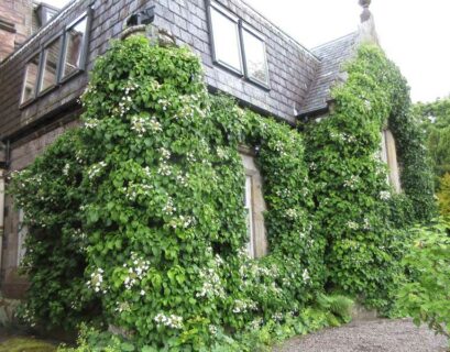 bien-faire-pousser-hydrangea-petiolaris-hortensia-grimpant