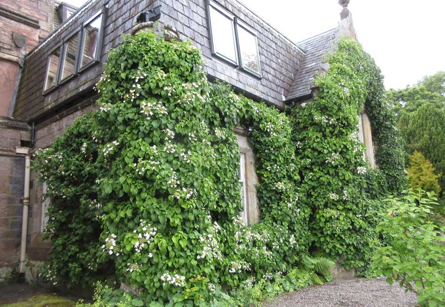 bien-faire-pousser-hydrangea-petiolaris-hortensia-grimpant