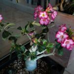 tout-savoir-adenium-obesum-rose-du-desert