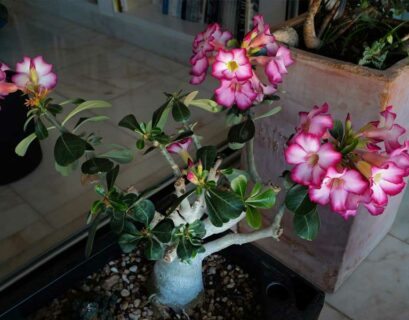 tout-savoir-adenium-obesum-rose-du-desert