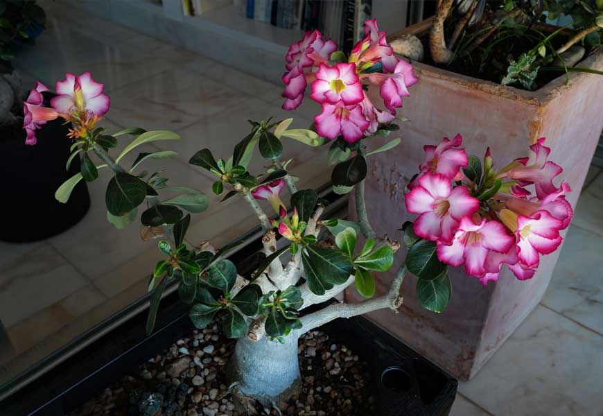 tout-savoir-adenium-obesum-rose-du-desert