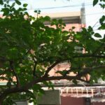 entretien-et-plantation-murier-platane