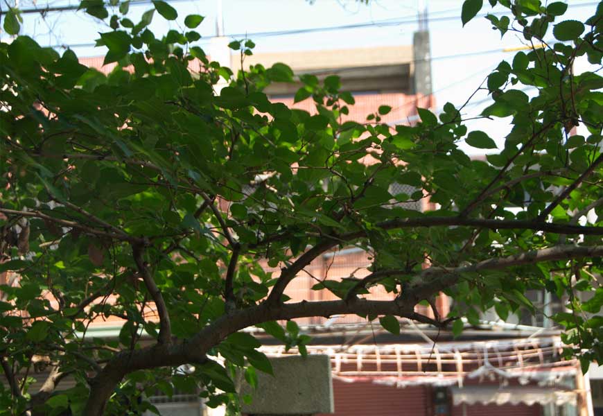 entretien-et-plantation-murier-platane