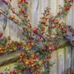 varietes-entretien-et-culture-du-cotoneaster